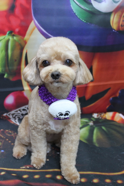 千葉県船橋市のミックス犬のトリミング画像