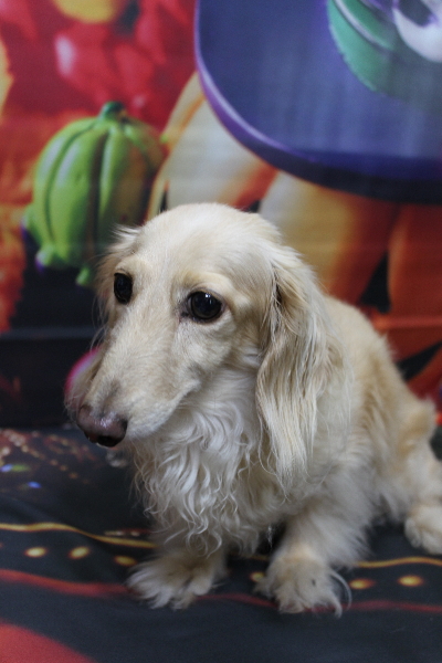 千葉県鎌ケ谷市のミニチュアダックスのトリミング前画像