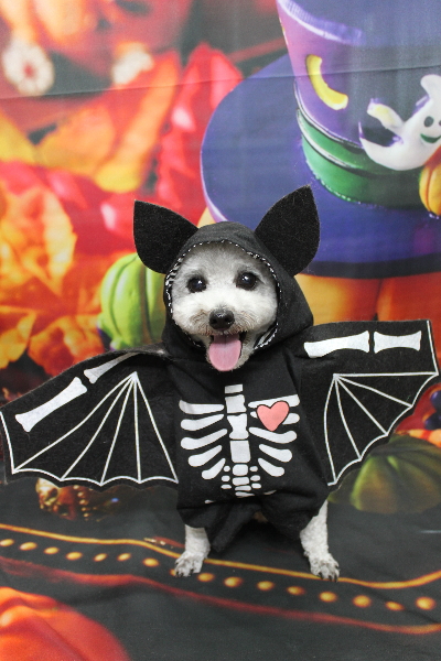 千葉県船橋市のトイプードルのトリミング画像