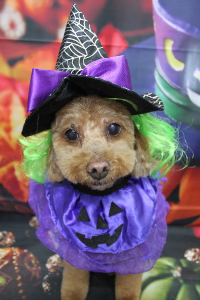 千葉県船橋市のトイプードルのトリミング画像