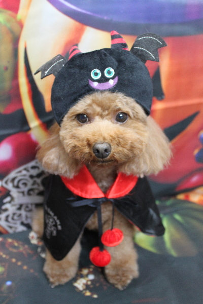 千葉県市川市のトイプードルのトリミング画像