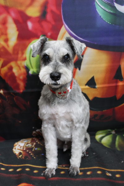 千葉県船橋市のミニチュアシュナウザーのトリミング画像