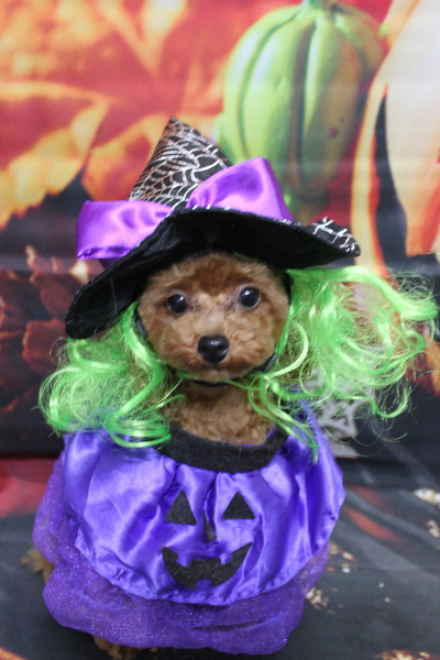 千葉県船橋市のトイプードルのトリミング画像