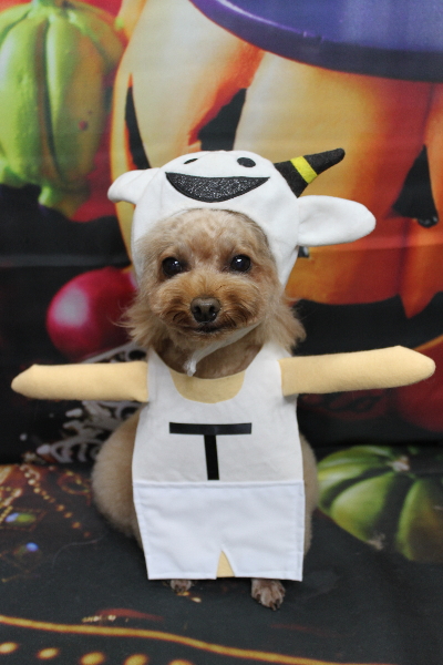 千葉県千葉市のトイプードルのトリミング画像