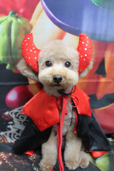 千葉県船橋市のトイプードルのトリミング画像