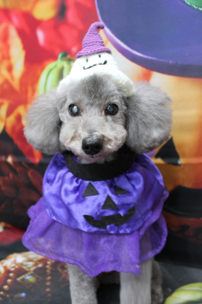 千葉県船橋市のトイプードルのトリミング画像