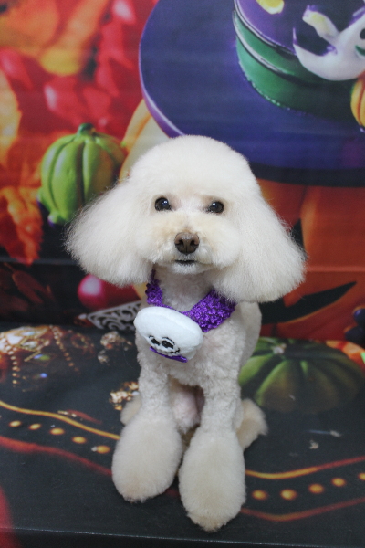 千葉県鎌ケ谷市のトイプードルトリミング画像