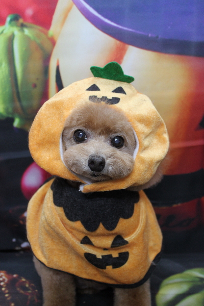 千葉県鎌ケ谷市のトイプードルのトリミング画像