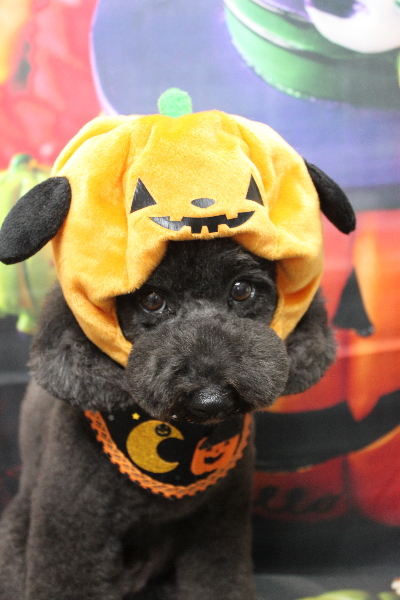 千葉県鎌ヶ谷市のトイプードルのトリミング画像