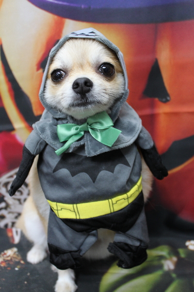 千葉県船橋市のミックス犬のトリミング画像