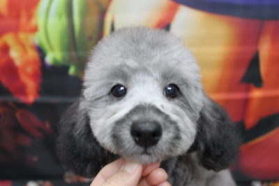 トイプードルブリーダーの子犬、トリミング画像