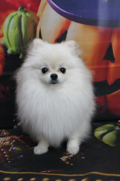 千葉県船橋市のポメラニアンのトリミング前画像