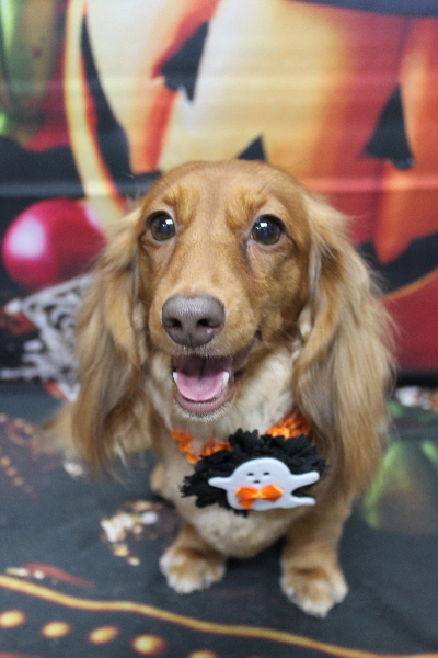 千葉県鎌ケ谷市のミニチュアダックスのトリミング画像