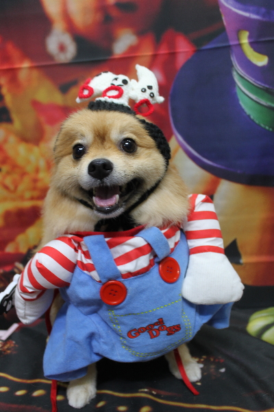 千葉県船橋市ポメラニアンのトリミング画像