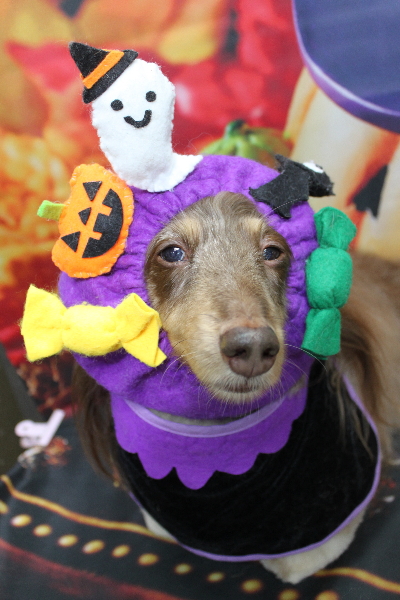 千葉県松戸市のミニチュアダックスのトリミング画像