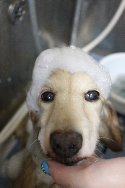 千葉県鎌ケ谷市のミニチュアダックスのシャンプー画像