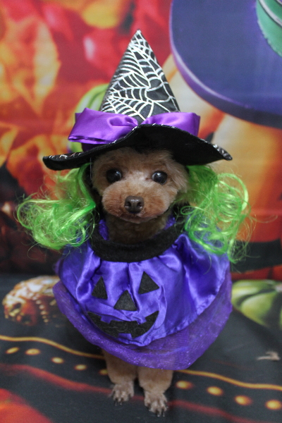 千葉県印西市のトイプードルのトリミング画像