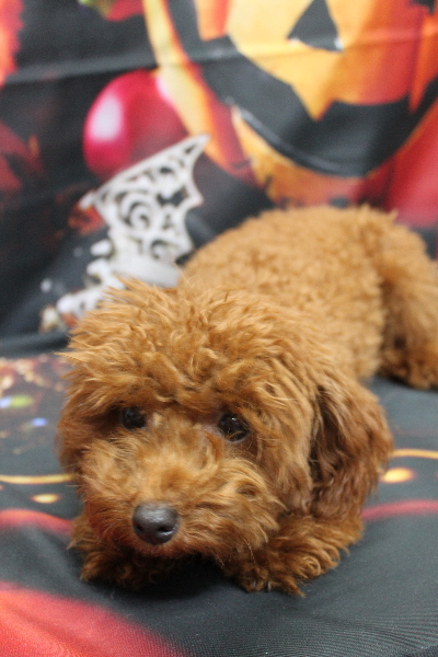 千葉県八千代市のトイプードルのトリミング画像