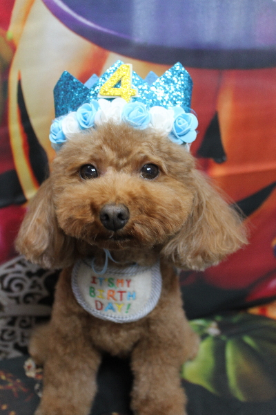 千葉県市川市のトイプードルのトリミング画像