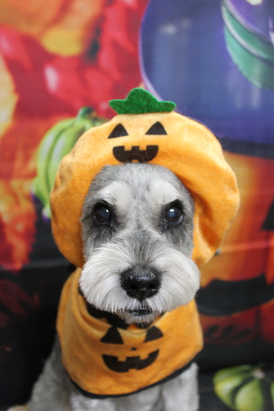 千葉県船橋市のミニチュアシュナウザーのトリミング画像