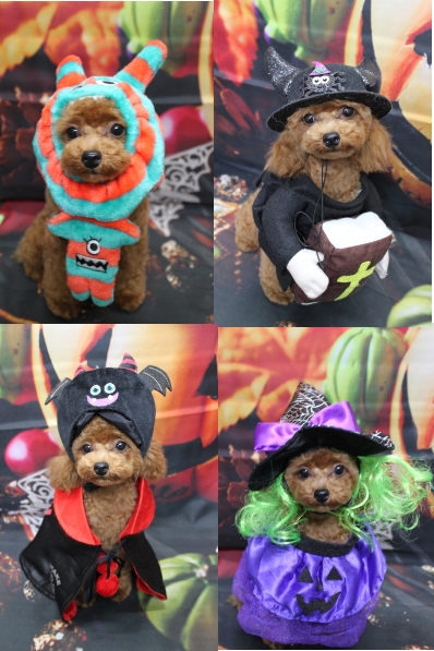 千葉県船橋市のトイプードルのトリミング画像