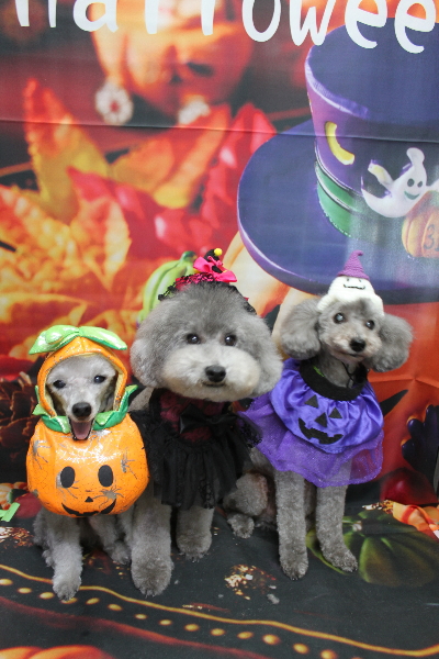 千葉県船橋市のトイプードルのトリミング画像