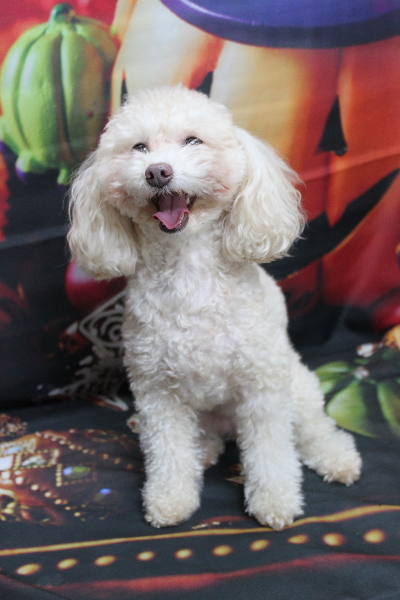 千葉県船橋市のトイプードルのトリミング前画像