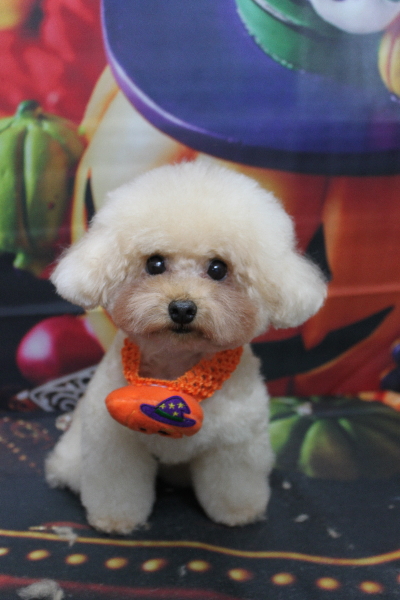 千葉県鎌ケ谷市のトイプードルトリミング画像