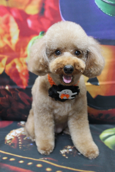 千葉県鎌ヶ谷市のトイプードルのトリミング画像