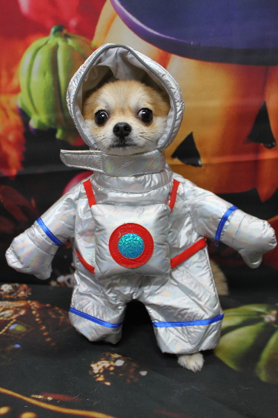 千葉県船橋市のミックス犬のトリミング画像