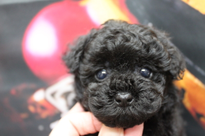 トイプードルブリーダーの子犬、トリミング画像