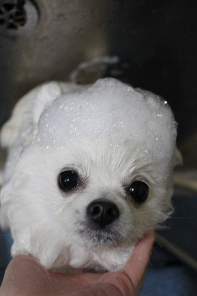 千葉県船橋市のポメラニアンのシャンプー画像