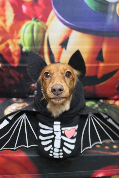 千葉県鎌ケ谷市のミニチュアダックスのトリミング画像