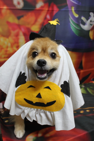 千葉県船橋市ポメラニアンのトリミング画像