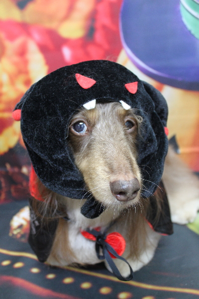 千葉県松戸市のミニチュアダックスのトリミング画像