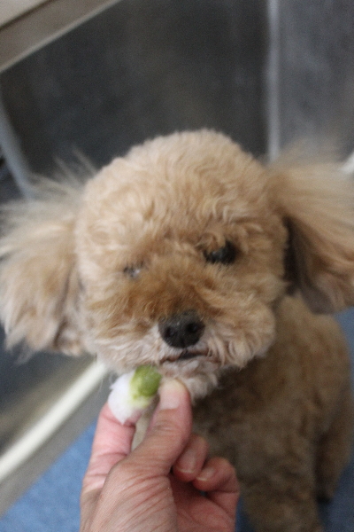 千葉県鎌ヶ谷市のトイプードルの歯磨き画像