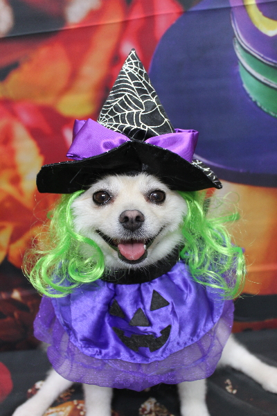 東京都港区のポメラニアンのトリミング画像