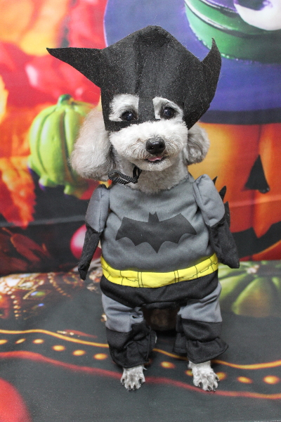 千葉県船橋市のトイプードルのトリミング画像