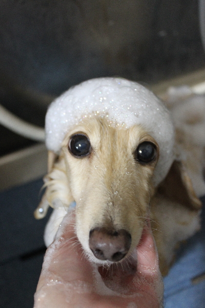 千葉県鎌ケ谷市のミニチュアダックスのシャンプー画像