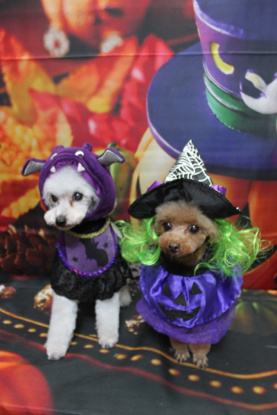 千葉県印西市のトイプードルのトリミング画像