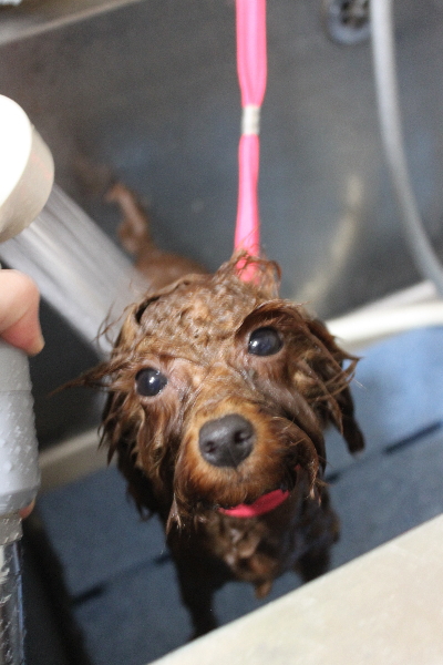 千葉県八千代市のトイプードルのオゾンシャワー画像