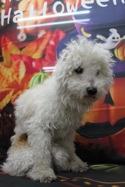 千葉県船橋市のトイプードルのトリミング前画像