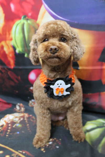 千葉県鎌ケ谷市トイプードルのトリミング画像