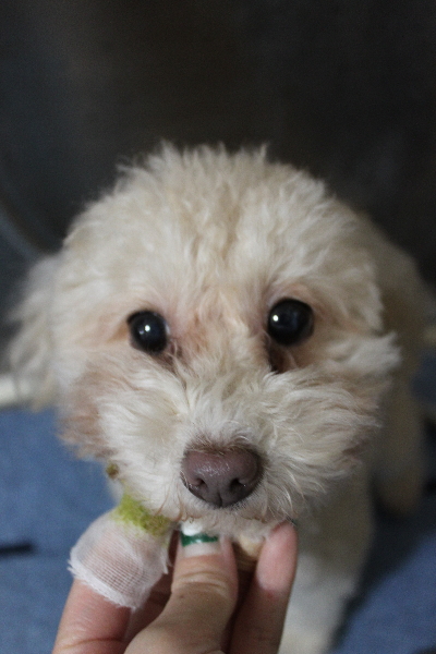 千葉県船橋市のトイプードルの歯磨き画像