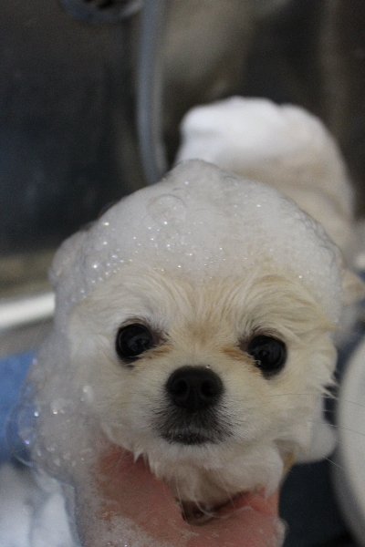 千葉県船橋市のポメラニアンのシャンプー画像