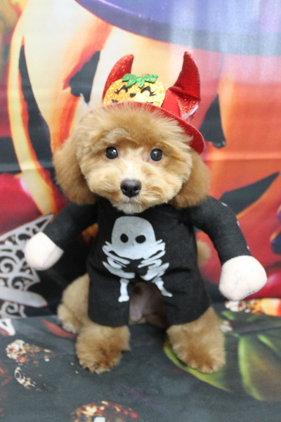 千葉県船橋市のトイプードルのトリミング画像