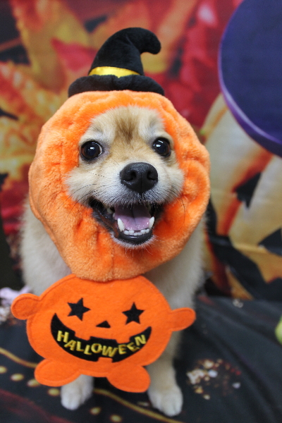 千葉県船橋市ポメラニアンのトリミング画像