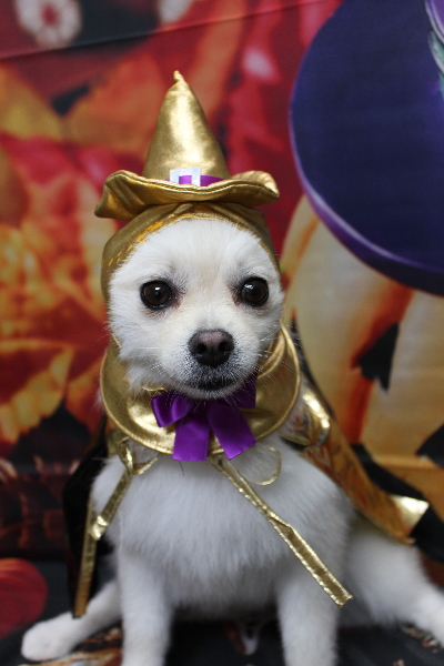 東京都港区のポメラニアンのトリミング画像