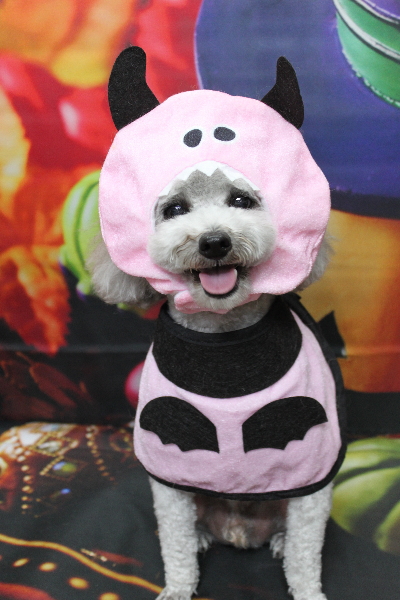 千葉県船橋市のトイプードルのトリミング画像