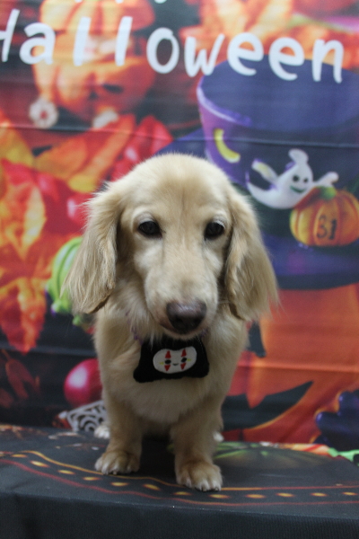 千葉県鎌ケ谷市のミニチュアダックスのトリミング画像